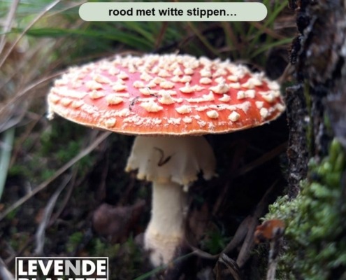 Op een grote paddenstoel, rood met witte stippen...