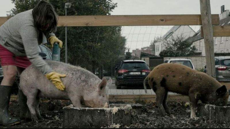 New Pigs on the Block – Documentaire