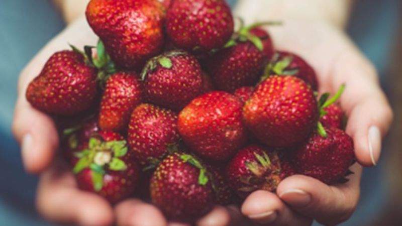 Aardbeien theorie Tuinhier