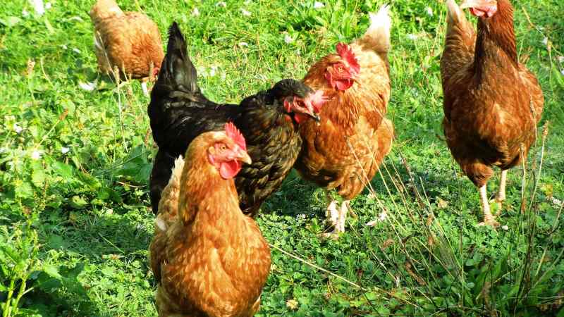 Kippen houden Tuinhier theorie