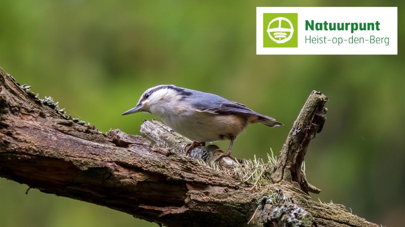 Vroegochtendwandeling Natuurpunt