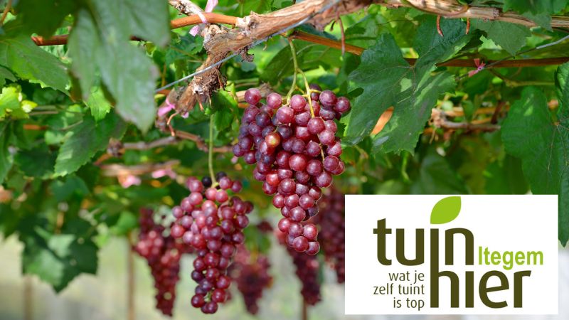 Teelt en snoei van buiten- en binnendruif met Tuinhier Itegem Teelt en snoei van buiten- en binnendruif met Tuinhier Itegem