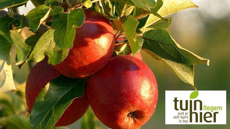 Kennismaking met oude fruitsoorten Tuinhier Kennismaking met oude fruitsoorten Tuinhier